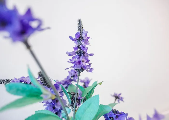 Sterflat 83 Apartment Egmond aan Zee